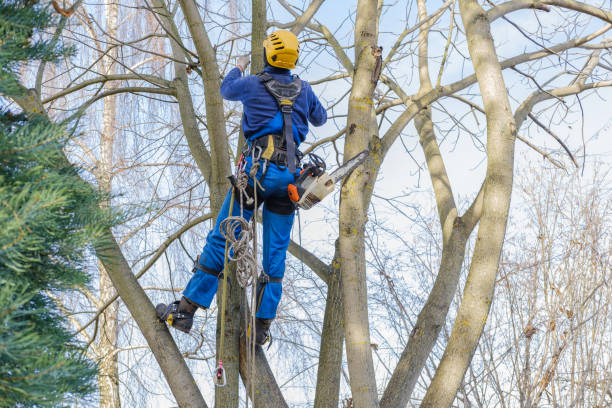 How Our Tree Care Process Works  in  Dry Ridge, KY